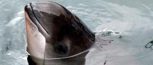 Lärmempfindlich: der Schweinswal.