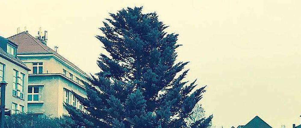 Ohne Krone. Der Weihnachtsbaum in der Spandauer Altstadt.
