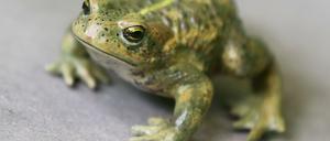 Die wird den Löwen nicht mehr gefährlich, die ist ausgestopft.