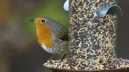 Jahr für Jahr geben Deutsche laut Nabu rund 15 bis 20 Millionen Euro für die Vogelfütterung aus.