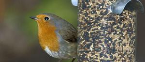 Jahr für Jahr geben Deutsche laut Nabu rund 15 bis 20 Millionen Euro für die Vogelfütterung aus.