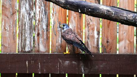 Auch Turmfalken finden im Biesdorfer Forsthaus eine Unterkunft. Zuletzt wurde dieser verletzter Falke aus Köpenick aufgepeppelt.