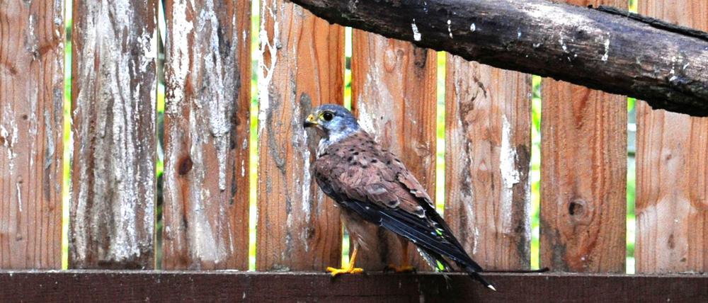 Auch Turmfalken finden im Biesdorfer Forsthaus eine Unterkunft. Zuletzt wurde dieser verletzter Falke aus Köpenick aufgepeppelt.