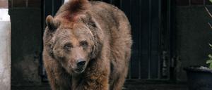 Sehen und nicht gesehen werden. Die Bärin Schnute in ihrem Zwinger im Köllnischen Park. Vor zwei Jahren wurde sie eingeschläfert.