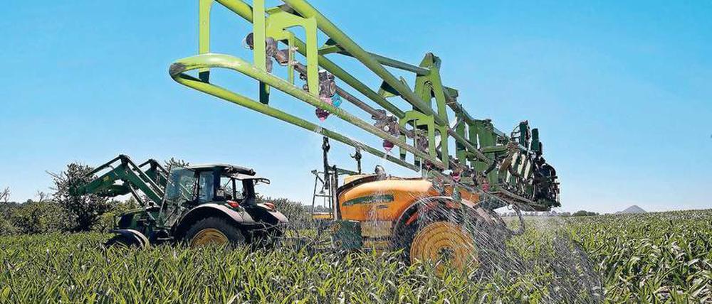Glyphosat ist mengenmäßig das wichtigste Unkrautvernichtungsmittel in Deutschland. Im Jahr werden hierzulande rund 5000 Tonnen eingesetzt, in Mittel- und Südamerika sind die Mengen jedoch deutlich höher. Das Herbizid killt alles, was grün ist – also Unkraut, aber auch Kräuter und Blumen, die Insekten und Vögel brauchen.