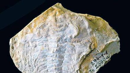 Augenaufschlag. Trilobiten konnten schon vor langer Zeit perfekt sehen. 