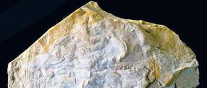 Augenaufschlag. Trilobiten konnten schon vor langer Zeit perfekt sehen.