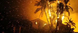 Palmen brennen in Santa Paula, Kalifornien, USA.