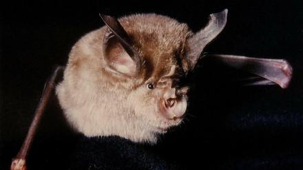 Fledermäuse wie diese "Große Hufeisennase" beherbergen zahlreiche Viren, darunter auch das Sars-Virus, das 2002 auf den Menschen übersprang und 800 Todesfälle verursachte. 