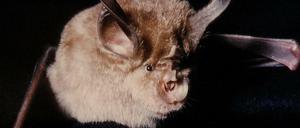 Fledermäuse wie diese "Große Hufeisennase" beherbergen zahlreiche Viren, darunter auch das Sars-Virus, das 2002 auf den Menschen übersprang und 800 Todesfälle verursachte.