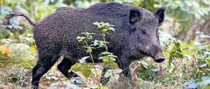 Bedrohung. In Polen wurden infizierte Wildschweine entdeckt.