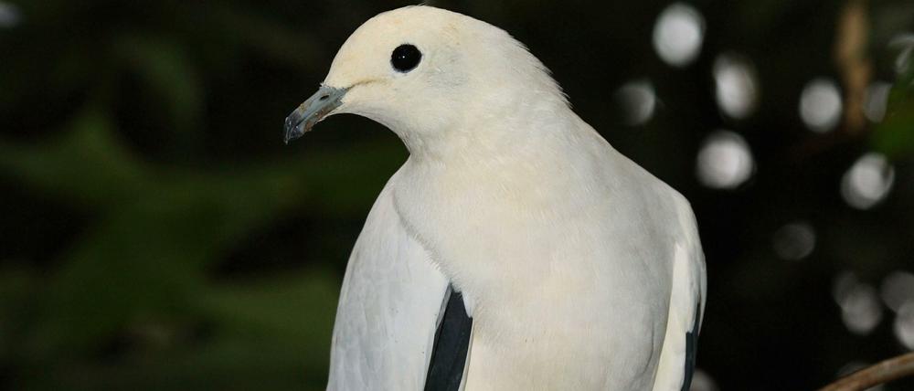 Die weiße Taube gilt dank einer Lithografie von Picasso weltweit als Friedenssymbol.