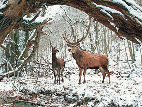 Ebenfalls nominiert: „Körper und Seele“ von Ildikó Enyedi. Hier dreht sich alles um die Liebe – und um Tiere.