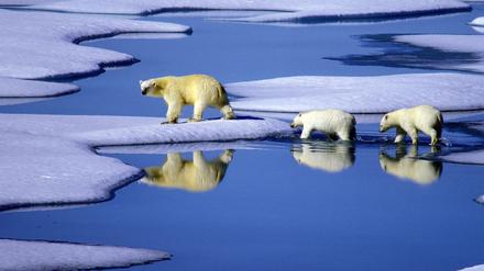Eine Eisbärenmutter marschiert mit ihren beiden Jungen auf Futtersuche über Eisschollen im Gebiet der Nordwest-Passage in Kanada.