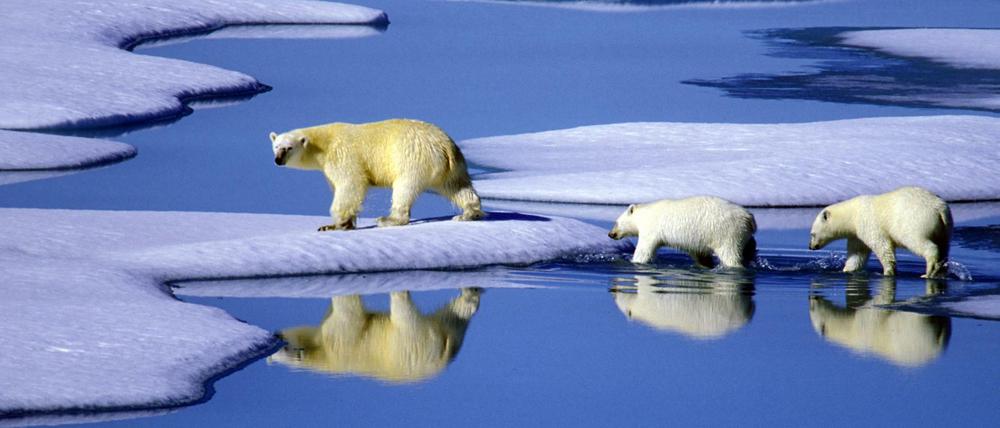 Eine Eisbärenmutter marschiert mit ihren beiden Jungen auf Futtersuche über Eisschollen im Gebiet der Nordwest-Passage in Kanada.