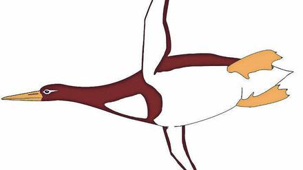 Monstervogel. Pinguine waren nicht immer klein und possierlich. Über 1,70 Meter wurden Vorfahren, als Dinosaurier nicht mehr und Wale noch Konkurrenz waren.