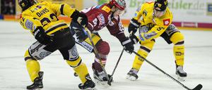 In der Klemme. Eisbär Sven Ziegler (Mitte) zwischen zwei Krefeldern.