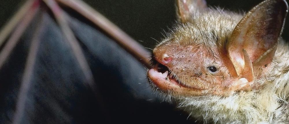 Eine Fledermaus der Art Großes Mausohr.
