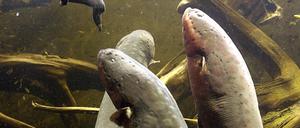 Zitteraale haben spezialisierte Zellen, mit denen sie Stromstöße produzieren, um sich zu verteidigen oder Beute zu machen. Forscher bauen dieses Organ nun nach - um künftig Implantate mit Strom zu versorgen.