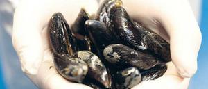 Miesmuscheln als Ideengeber: Sie produzieren den Haftstoff.