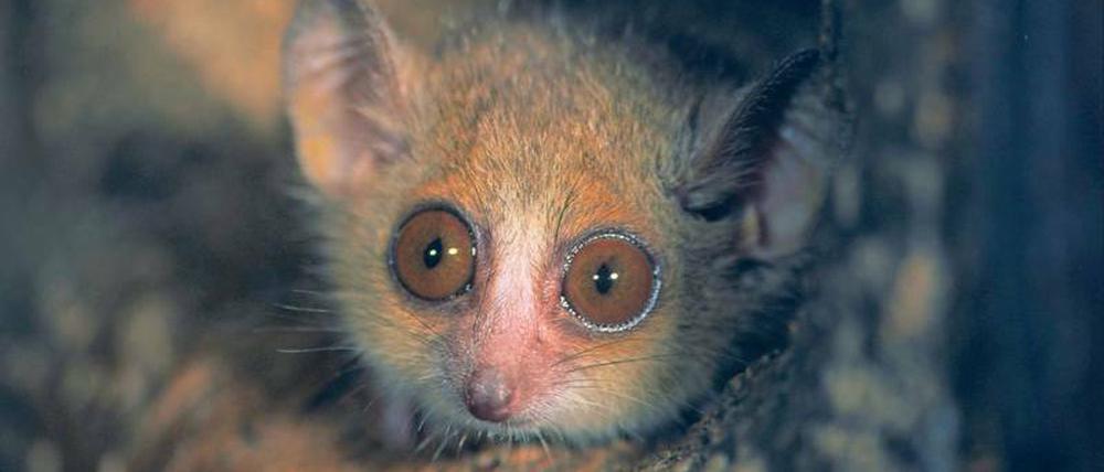 Traumhaft. Das Phänomen ist weder mit dem Schlaf zu vergleichen, noch kommt es nur bei Minusgraden im Winter vor. Madegassische Makis und andere Tiere schalten auch in warmen Gefilden in den Sparmodus, genannt Torpor oder Winterschlaf.