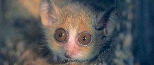 Traumhaft. Das Phänomen ist weder mit dem Schlaf zu vergleichen, noch kommt es nur bei Minusgraden im Winter vor. Madegassische Makis und andere Tiere schalten auch in warmen Gefilden in den Sparmodus, genannt Torpor oder Winterschlaf.