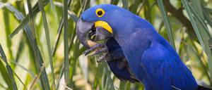 Hyazintharas ernähren sich nicht nur von Nüssen, sondern auch von Samen und Trieben.