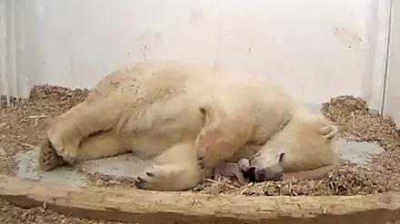 Mutter Tonja mit ihrem Neugeborenen in der Wurfhöhle.  