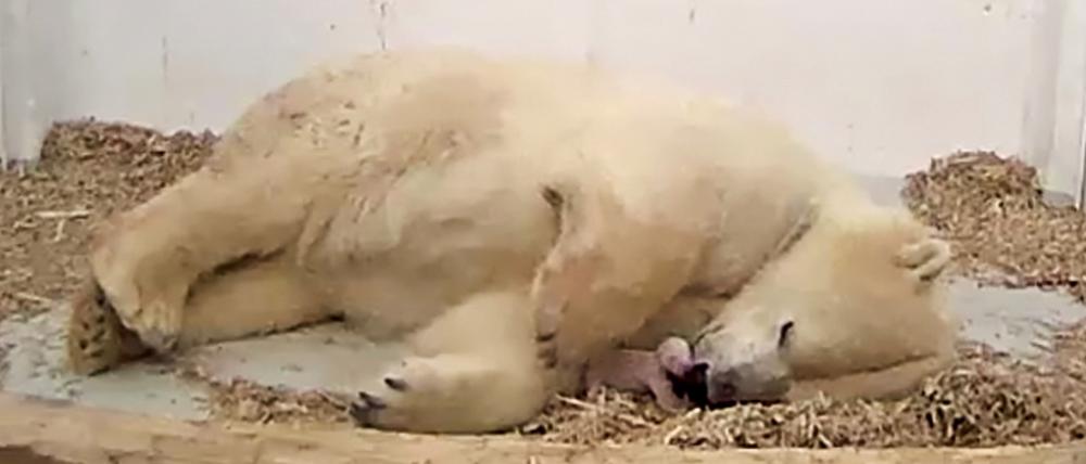 Mutter Tonja mit ihrem Neugeborenen in der Wurfhöhle.