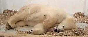 Mutter Tonja mit ihrem Neugeborenen in der Wurfhöhle.