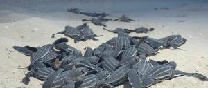 Zum Mond, zur Freiheit. Schlüpfende Meeresschildkröten orientieren sich am Mondlicht.