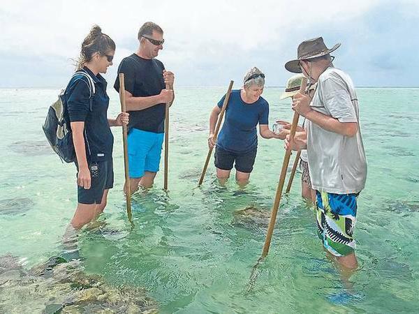 Zum Strand, zur Bildung. Gäste auf Heron erkunden die Natur während eines Reef Walk.