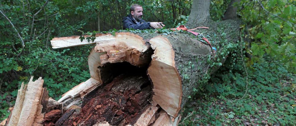 Nach dem Sturm: Überall Schäden im Park Sanssouci.