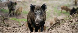 Akut durch das Virus gefährdet. Wildschweine in Berliner und Brandenburger Wäldern. 