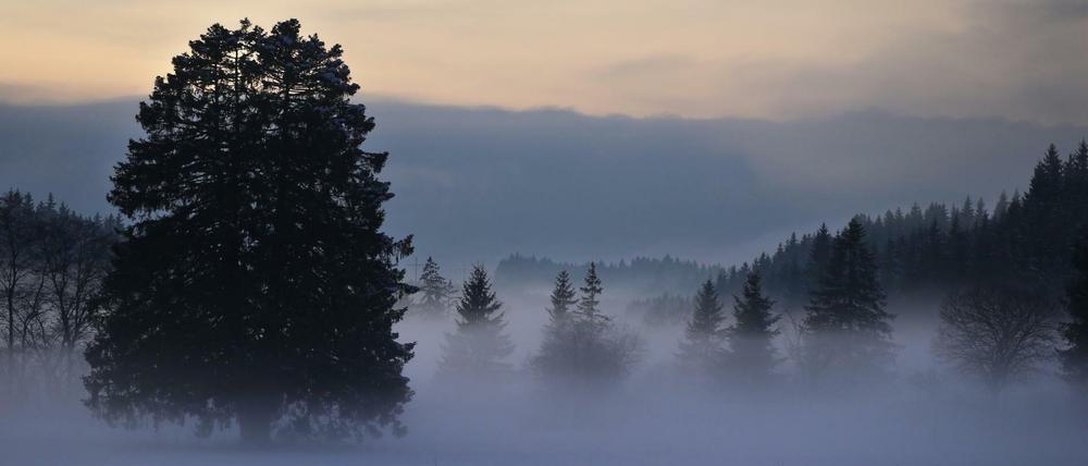 Besinnliche Weihnachtsstimmung. Bäume ragen zur blauen Stunde in der winterlichen Landschaft bei Oy in Bayern aus dem Nebel. 