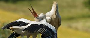 Wer klappert denn da? Das gemeinsame Schnabelklappern der Weißstörche dient der Paarbildung.