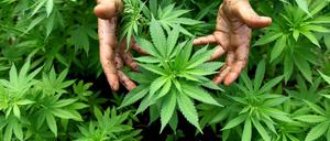 Cannabisplantage - keine gute Idee in einem Berliner Mietshaus (Symbolbild)