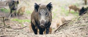 Wildschweinrotte an einem Flussufer.