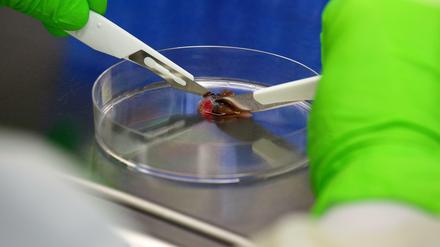 Mehr Strahlkraft? Die Arbeit an einer Zellkulturbank