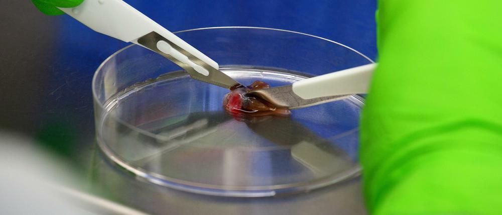 Mehr Strahlkraft? Die Arbeit an einer Zellkulturbank