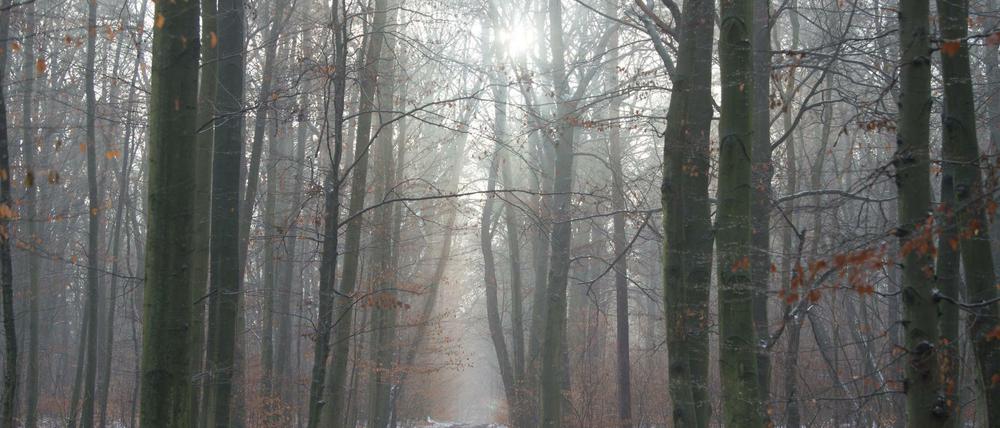 Erich Kästner entfloh dem Lärm der Stadt gern beim Waldspaziergang.