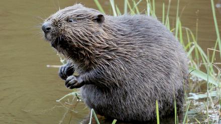 In Tegel machten ein Biber und Wildschweine gemeinsame Sache, um die Flughafen-Frage voranzubringen.