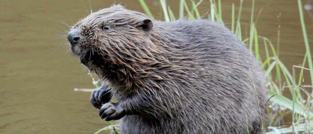 In Tegel machten ein Biber und Wildschweine gemeinsame Sache, um die Flughafen-Frage voranzubringen.