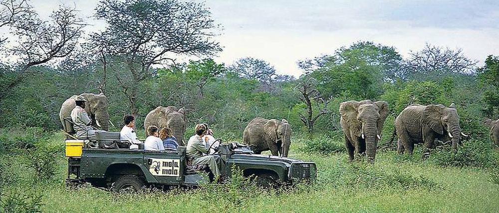 Nah, näher, Natur. Die einen wollen Schnappschüsse, die anderen Trophäen mit nach Hause nehmen. Im richtigen Maß können sowohl Foto-Tourismus als auch Jagd-Safaris helfen, Afrikas Schutzgebiete für Wildtiere langfristig zu erhalten. 