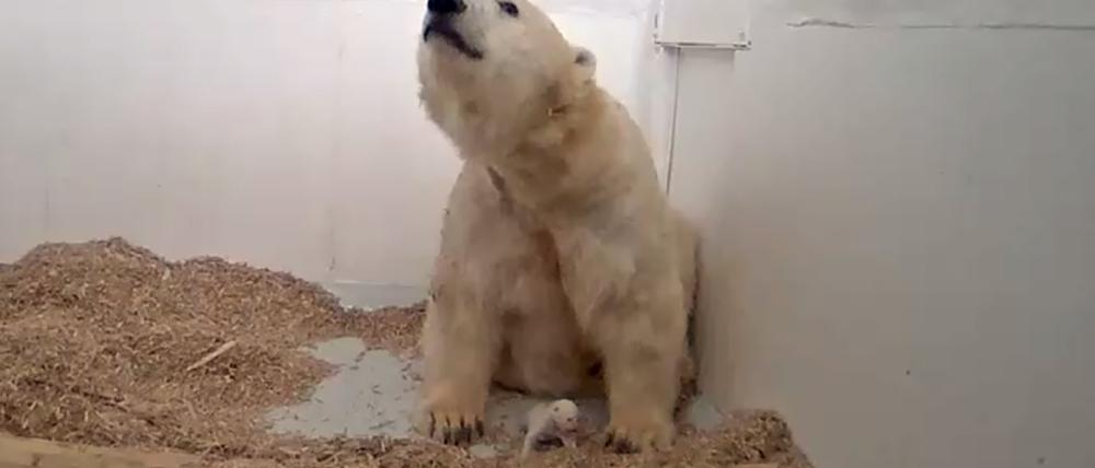 Bärin Tonja, zwischen den Tatzen ihr gerade mal 21 Tage junge, noch winziges Baby.