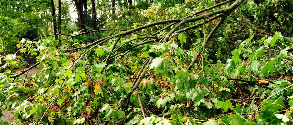Sturmschäden durch umgestürzte Bäume bereiten noch Probleme.