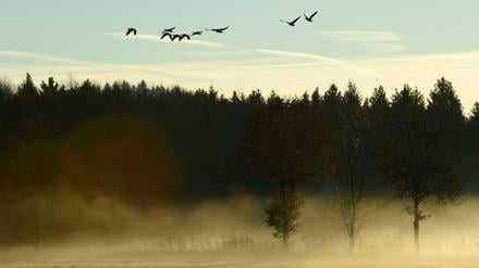 18 Vögel wurden entgegen dem Tierschutzgesetz flugunfähig gemacht.