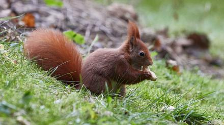 Eichhörnchen mit Erdnuss.