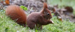 Eichhörnchen mit Erdnuss.