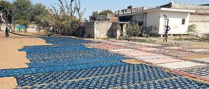 Blau machen: Das Färben von Textilien, das wie hier im indischen Rajasthan seit Jahrtausenden Tradition ist, soll künftig auch mit umweltfreundlichem Indigo aus Bakterien gelingen.